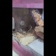 ヒメ日記 2025/09/14 13:36 投稿 雅（みやび） 丸妻 錦糸町店