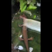 ヒメ日記 2025/12/20 23:25 投稿 雅（みやび） 丸妻 錦糸町店