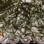 ヒメ日記 2025/09/26 15:14 投稿 佐野（さの） 丸妻 錦糸町店