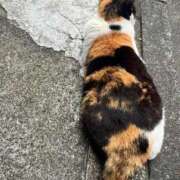 ヒメ日記 2025/10/13 07:39 投稿 佐野（さの） 丸妻 錦糸町店