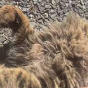 佐野(さの) ねこ 丸妻 錦糸町店