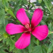 早川（はやかわ） 早川です 丸妻 錦糸町店