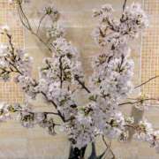 ヒメ日記 2025/04/07 14:37 投稿 二ノ宮（にのみや） 丸妻 錦糸町店