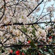 二ノ宮（にのみや） お久しぶりです🌸 丸妻 錦糸町店