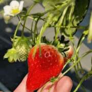 二ノ宮（にのみや） イベント🍓 丸妻 錦糸町店