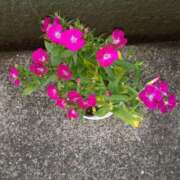 ヒメ日記 2025/04/09 15:40 投稿 戸狩あけみ 五十路マダムエクスプレス横浜店（カサブランカグループ）