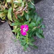 ヒメ日記 2025/06/03 13:30 投稿 戸狩あけみ 五十路マダムエクスプレス横浜店（カサブランカグループ）