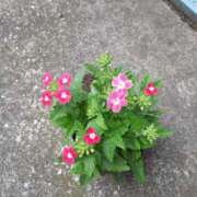 ヒメ日記 2025/06/07 13:50 投稿 戸狩あけみ 五十路マダムエクスプレス横浜店（カサブランカグループ）