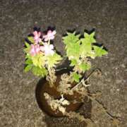 ヒメ日記 2025/09/14 16:50 投稿 戸狩あけみ 五十路マダムエクスプレス横浜店（カサブランカグループ）