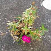 ヒメ日記 2025/11/17 15:24 投稿 戸狩あけみ 五十路マダムエクスプレス横浜店（カサブランカグループ）