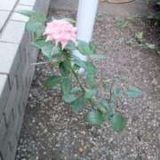 佐々木わかな 可憐な花に… 五十路マダムエクスプレス横浜店（カサブランカグループ）