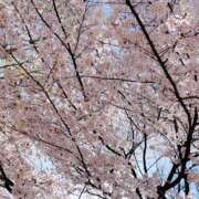 ヒメ日記 2025/04/12 10:46 投稿 ヒメ ラブコレクション