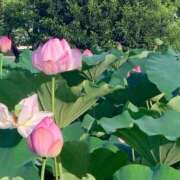 ヒメ日記 2025/04/26 23:46 投稿 ヒメ ラブコレクション