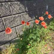 ヒメ日記 2025/05/17 18:01 投稿 ヒメ ラブコレクション