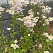 ヒメ日記 2025/09/19 16:31 投稿 ヒメ ラブコレクション