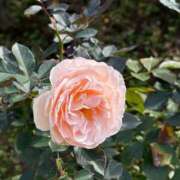 ヒメ日記 2025/11/13 15:33 投稿 さゆ 東京メンズボディクリニック TMBC 立川店