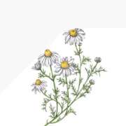 ヒメ日記 2026/04/14 02:24 投稿 さゆ 東京メンズボディクリニック TMBC 立川店