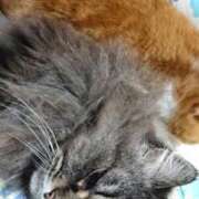 ヒメ日記 2025/02/28 20:53 投稿 はるか 秋葉原コスプレ学園in仙台