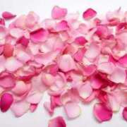 ヒメ日記 2026/01/01 13:32 投稿 神 聖☆2（ひじり） TiAmo（ティアモ）