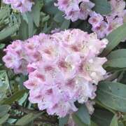 ヒメ日記 2025/04/27 15:36 投稿 新人　いおり MADAME Luxe