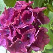 ヒメ日記 2025/07/01 10:12 投稿 新人　いおり MADAME Luxe