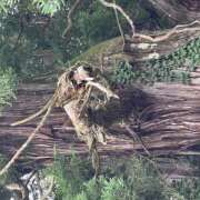 ヒメ日記 2026/07/15 10:54 投稿 新人　いおり MADAME Luxe