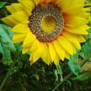 ヒメ日記 2025/07/27 16:07 投稿 宮原 変態美熟女お貸しします。