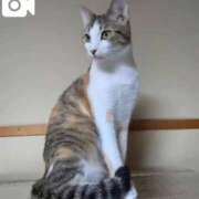 けいこ 【今日は…猫の日😺】 川越おかあさん