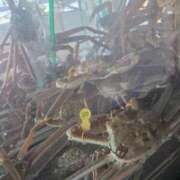 ヒメ日記 2026/03/11 18:18 投稿 ふゆみ 川越おかあさん