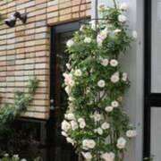 ヒメ日記 2024/12/24 20:28 投稿 ほたる 川越おかあさん