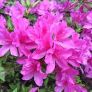 ヒメ日記 2025/05/06 20:38 投稿 ほたる 川越おかあさん