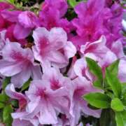 ヒメ日記 2025/05/06 21:08 投稿 ほたる 川越おかあさん