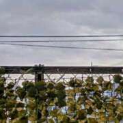 ヒメ日記 2026/01/19 10:31 投稿 みなよ 川越おかあさん