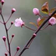 ヒメ日記 2026/01/20 09:28 投稿 みなよ 川越おかあさん