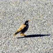 ヒメ日記 2026/02/01 09:48 投稿 みなよ 川越おかあさん