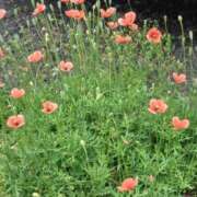 ヒメ日記 2026/04/30 11:38 投稿 みなよ 川越おかあさん