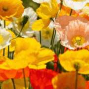 ヒメ日記 2026/04/10 07:10 投稿 ゆう 諭吉専科