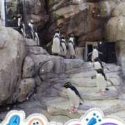 ヒメ日記 2025/01/17 18:33 投稿 なつみ 素人オナクラ美少女