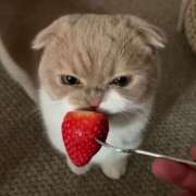 ヒメ日記 2025/08/22 23:12 投稿 れい 舐めフェチの会