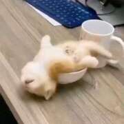 ヒメ日記 2025/09/04 20:43 投稿 れい 舐めフェチの会