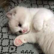 ヒメ日記 2025/09/13 14:39 投稿 れい 舐めフェチの会