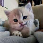 ヒメ日記 2025/11/15 16:33 投稿 れい 舐めフェチの会