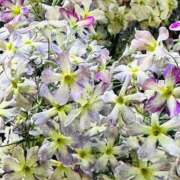 ヒメ日記 2026/03/06 09:48 投稿 桜花 三浦屋別館