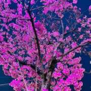 ヒメ日記 2026/03/23 08:26 投稿 桜花 三浦屋別館