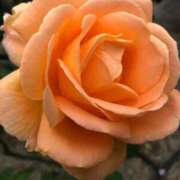 ヒメ日記 2025/10/02 15:22 投稿 福地りの 五十路マダム富山店(カサブランカグループ)