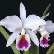 ヒメ日記 2024/12/15 17:54 投稿 初音舞 五十路マダムエクスプレス神戸店(カサブランカグループ)