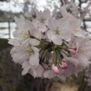 ヒメ日記 2025/04/25 09:06 投稿 初音舞 五十路マダムエクスプレス神戸店(カサブランカグループ)