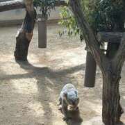 ヒメ日記 2025/05/04 20:17 投稿 まお マリン宮殿雄琴店