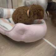 ヒメ日記 2025/11/10 02:10 投稿 れむ★永遠に輝く綺麗系美女 BEPPIN SELECTION 京都 ～べっぴんセレクション～