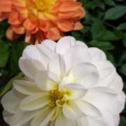 ヒメ日記 2024/12/13 16:28 投稿 弥生(やよい) エッチな熟女(広島)